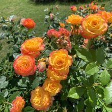 whatsapp image025 078 at 10.57.42 am  